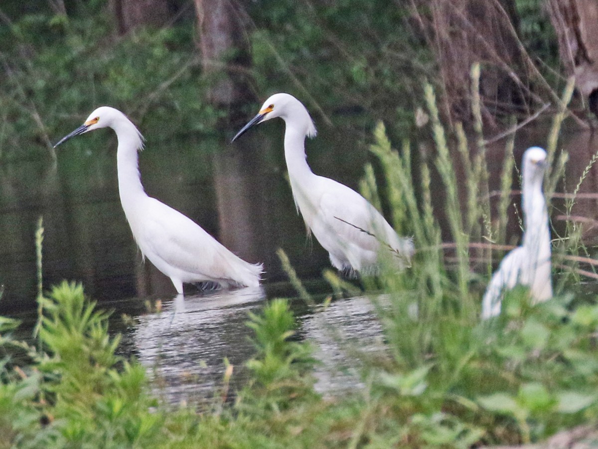 Snowy Egret - ML617778641