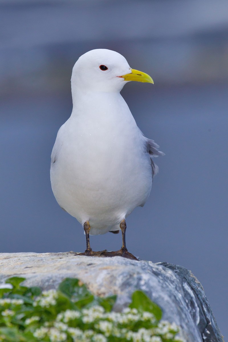 Mouette tridactyle - ML617778646
