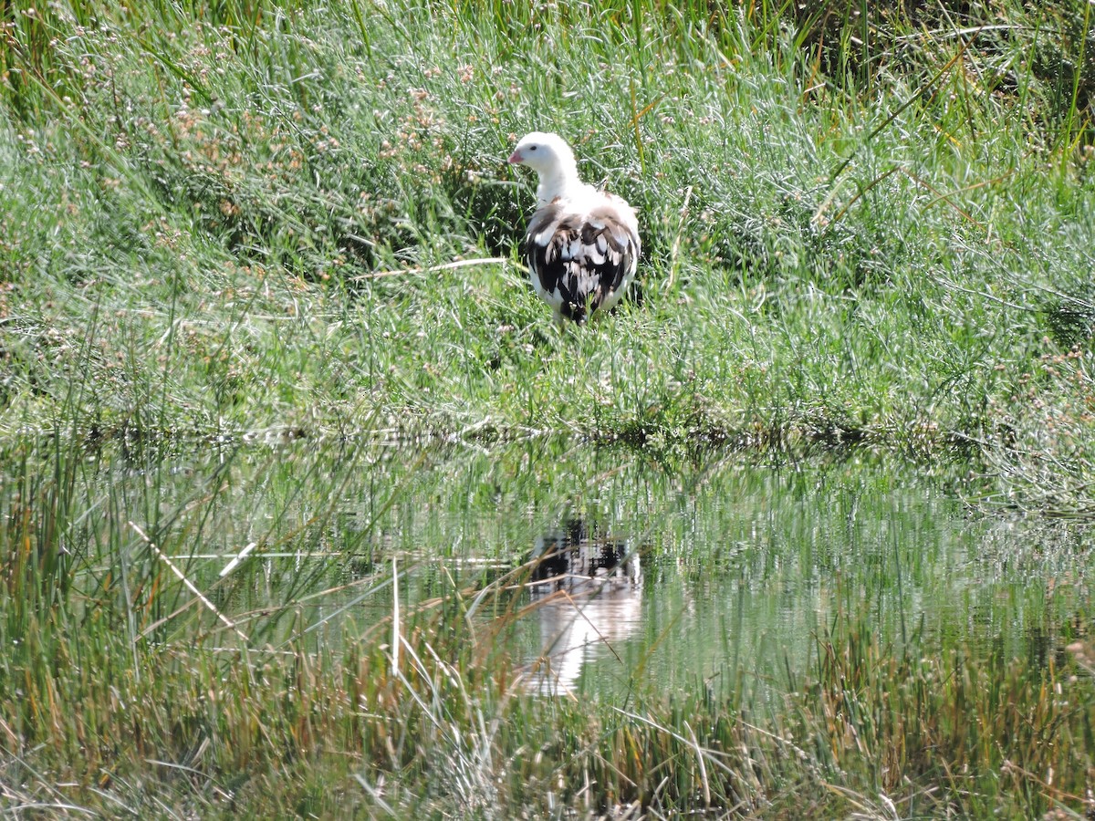 Andean Goose - Daniel Briceño