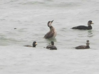 Black Scoter - ML617778684
