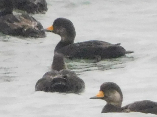 Black Scoter - ML617778685