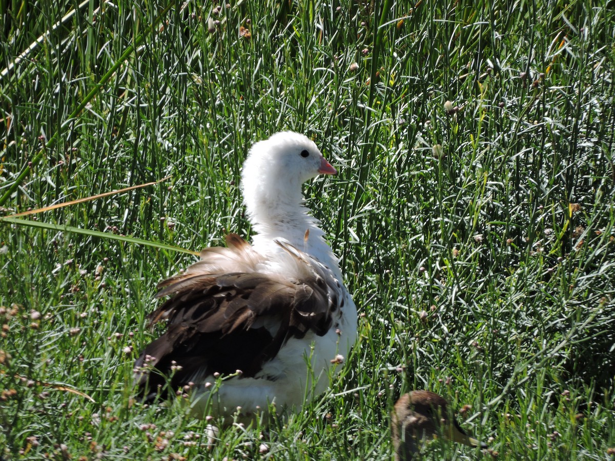 Andean Goose - ML617778713