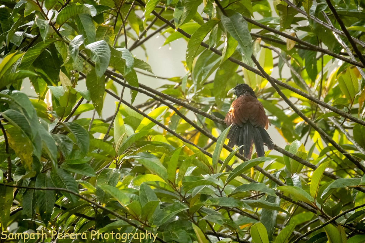 Green-billed Coucal - ML617778729