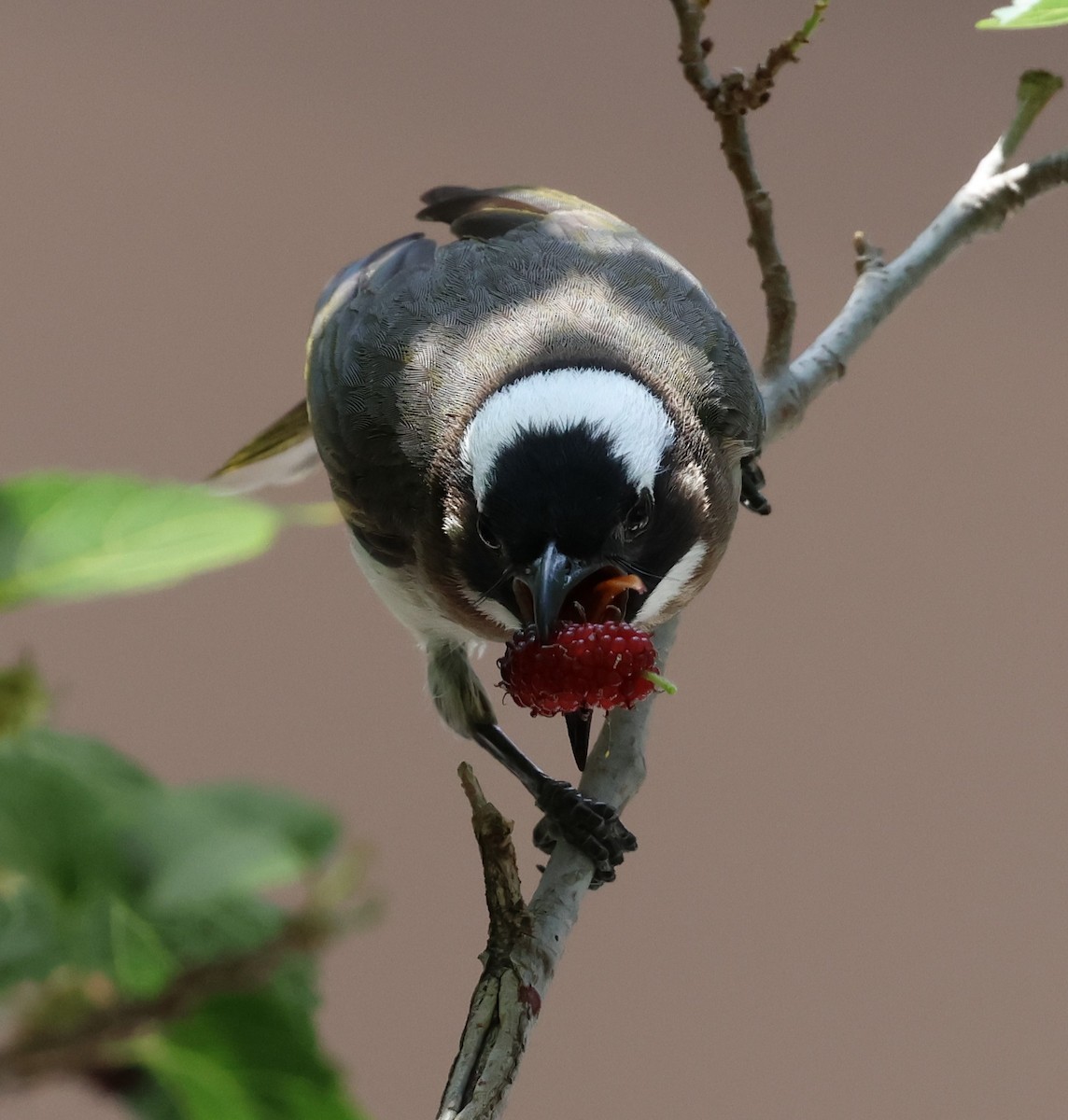 Light-vented Bulbul - ML617778748