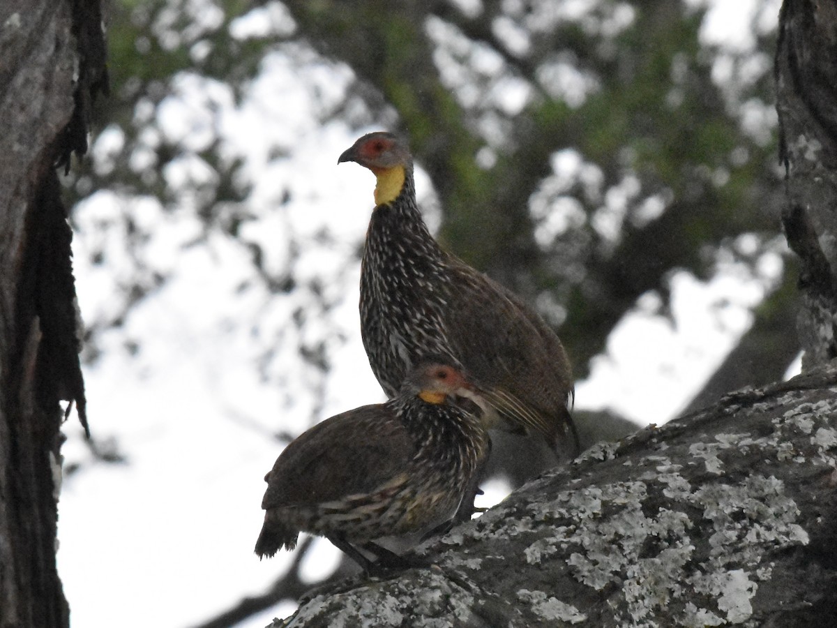 Yellow-necked Spurfowl - ML617778819