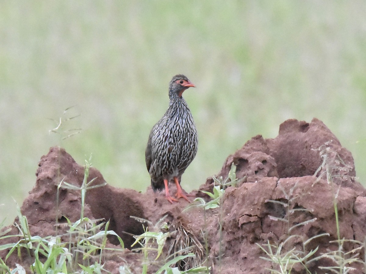 Red-necked Spurfowl - Shirley Bobier