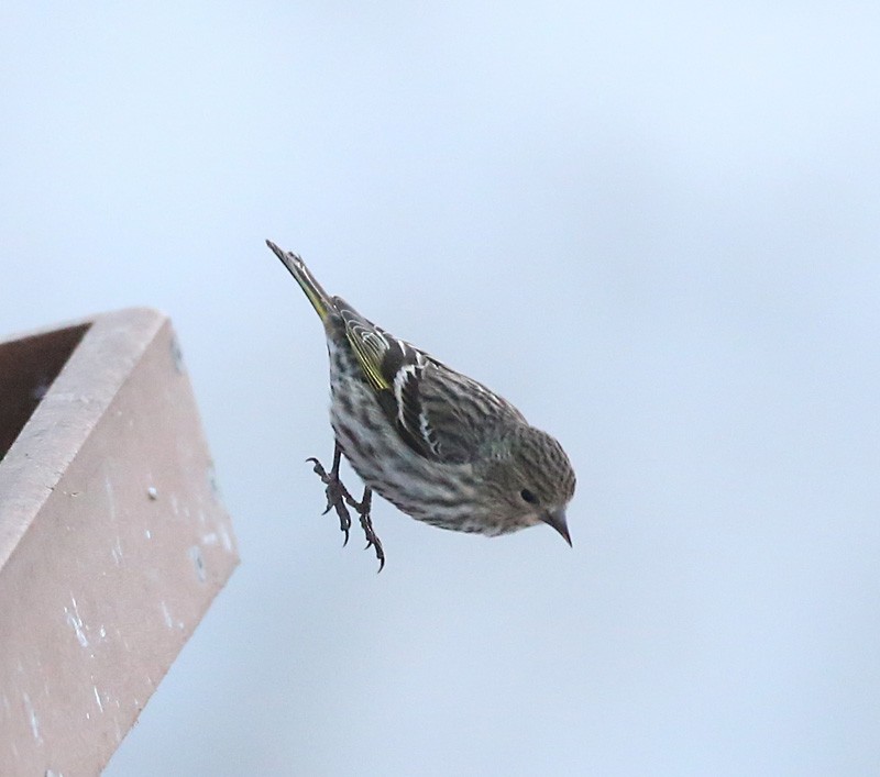 Pine Siskin - Michael Walther