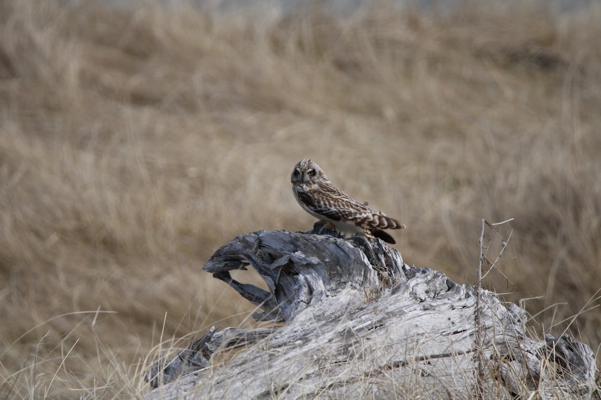 Short-eared Owl - Karine  St-Onge