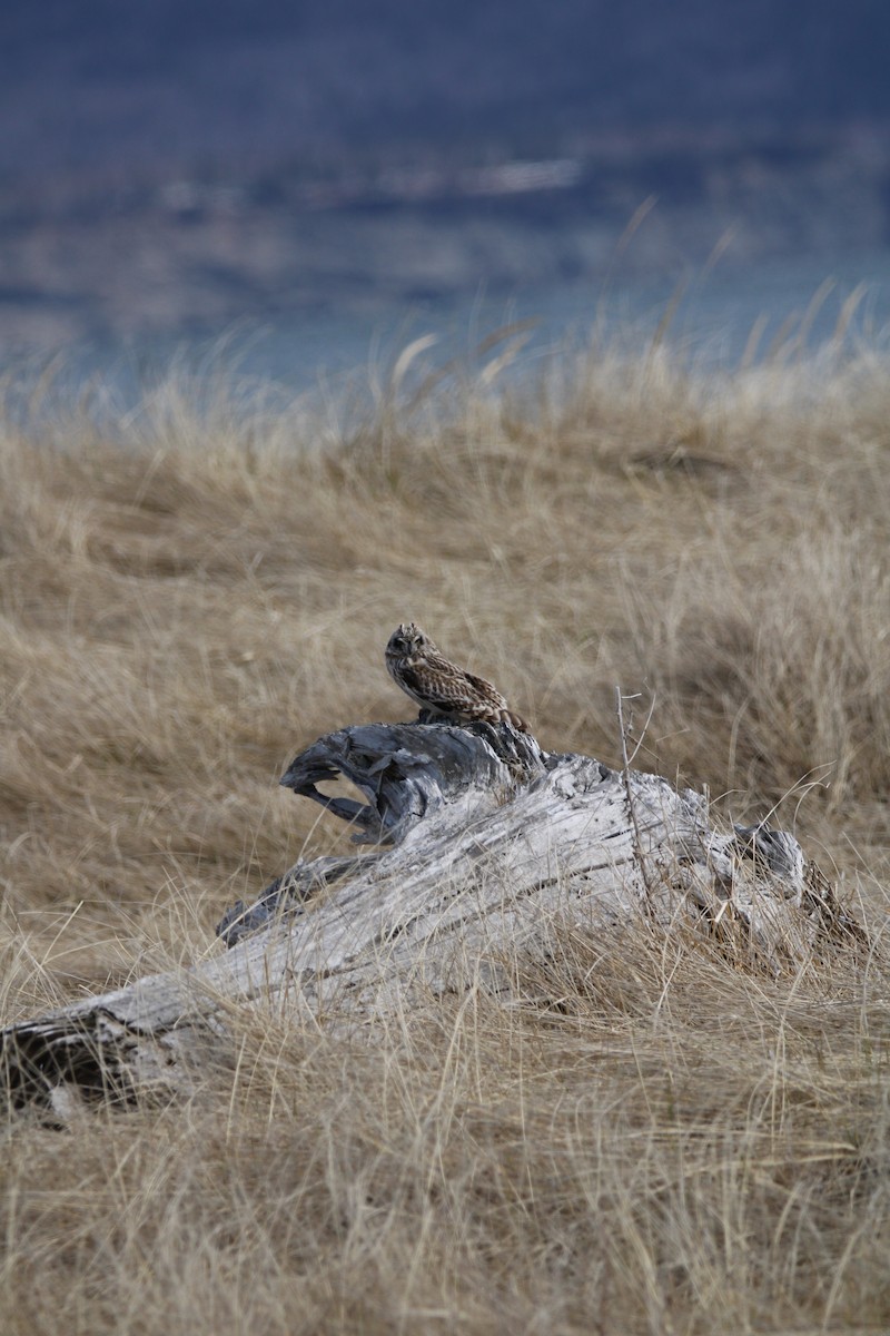 Búho Campestre - ML617778908