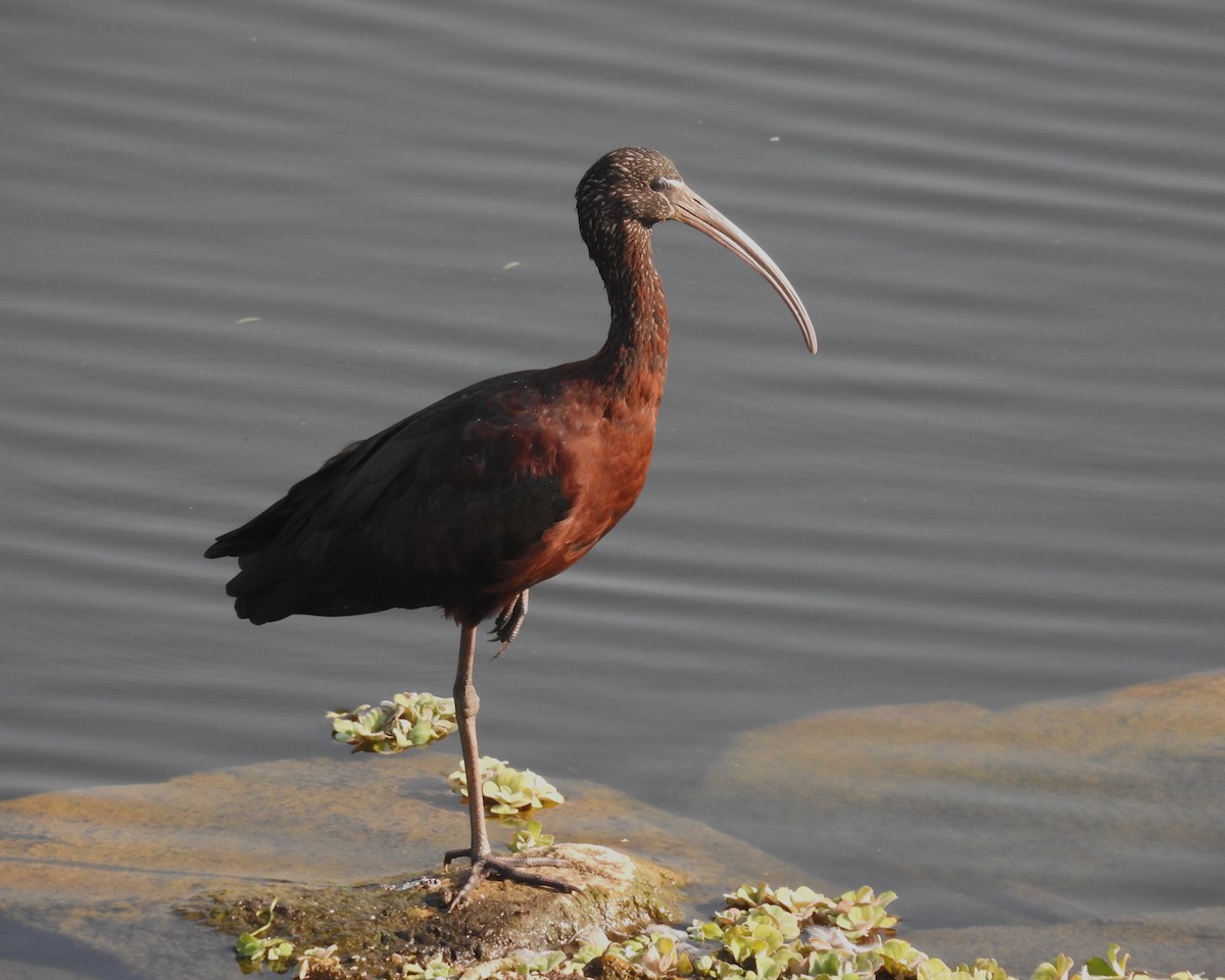 Glossy Ibis - ML617778915