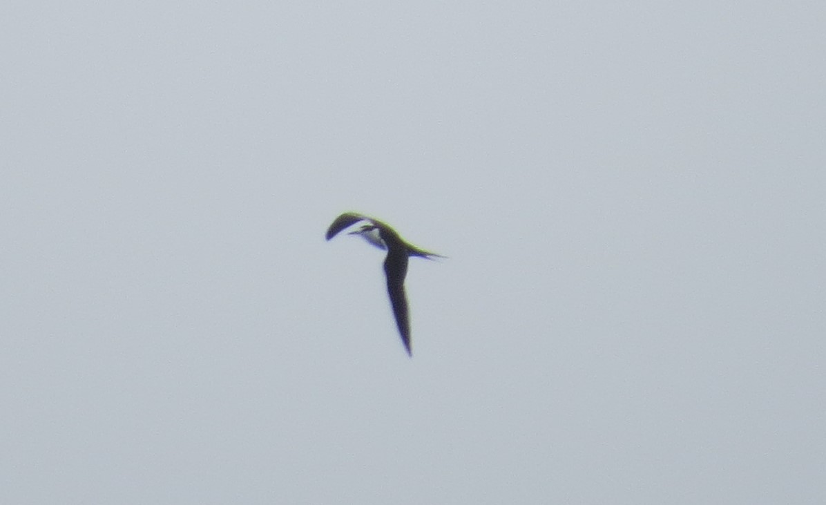 Sooty Tern - ML617778916