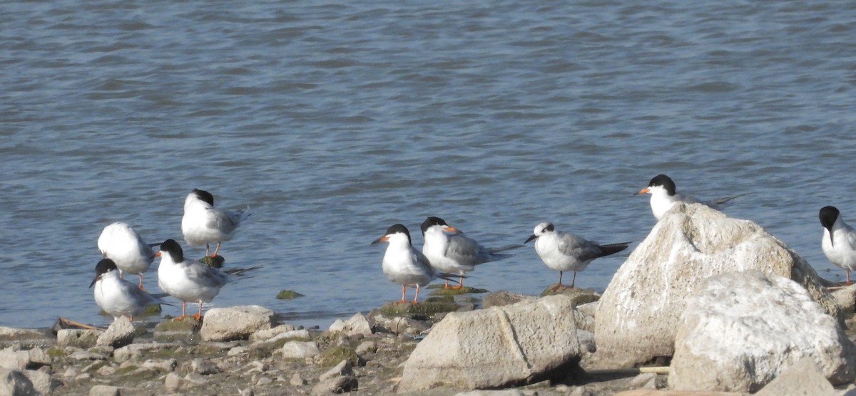 Forster's Tern - Duncan Poole