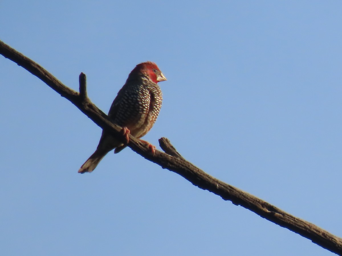 Red-headed Finch - ML617778940