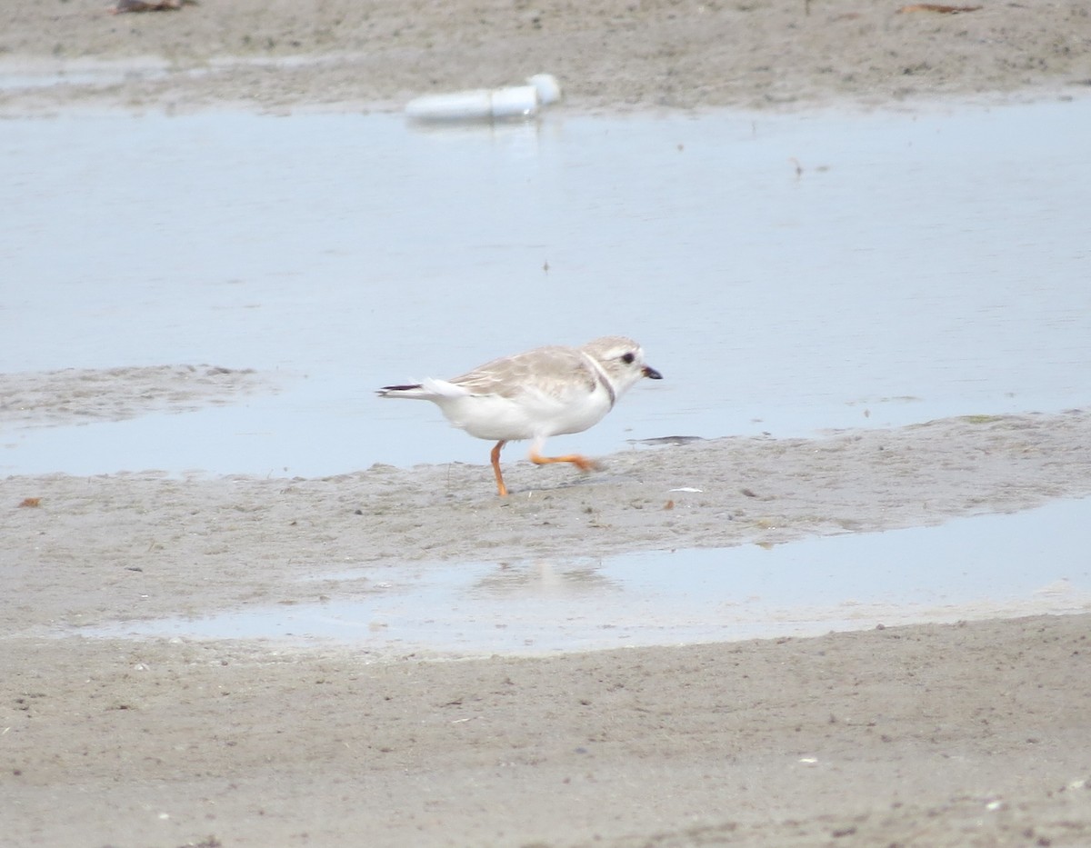 Piping Plover - ML617778949