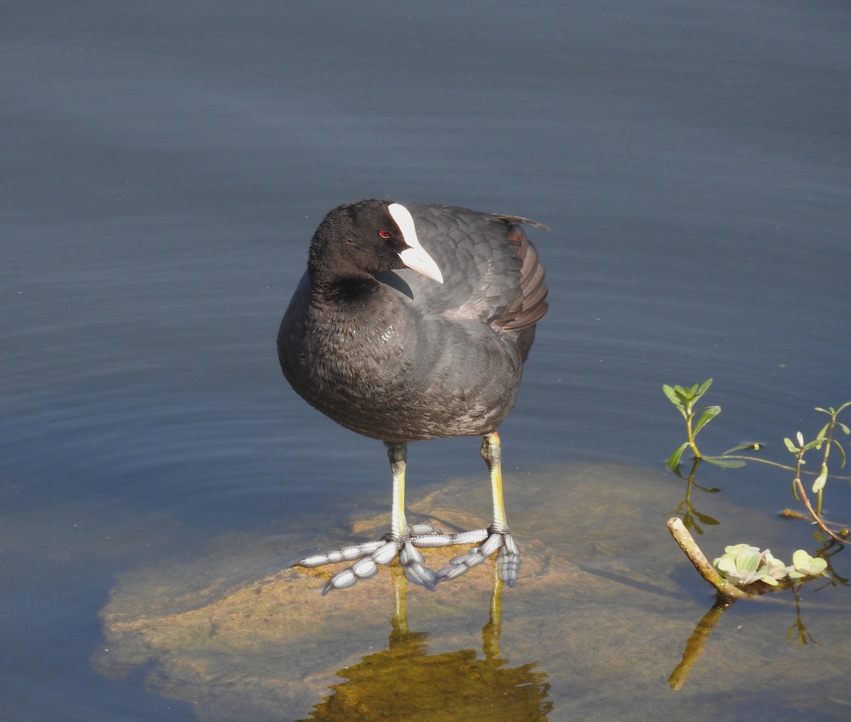 Eurasian Coot - Sahana M