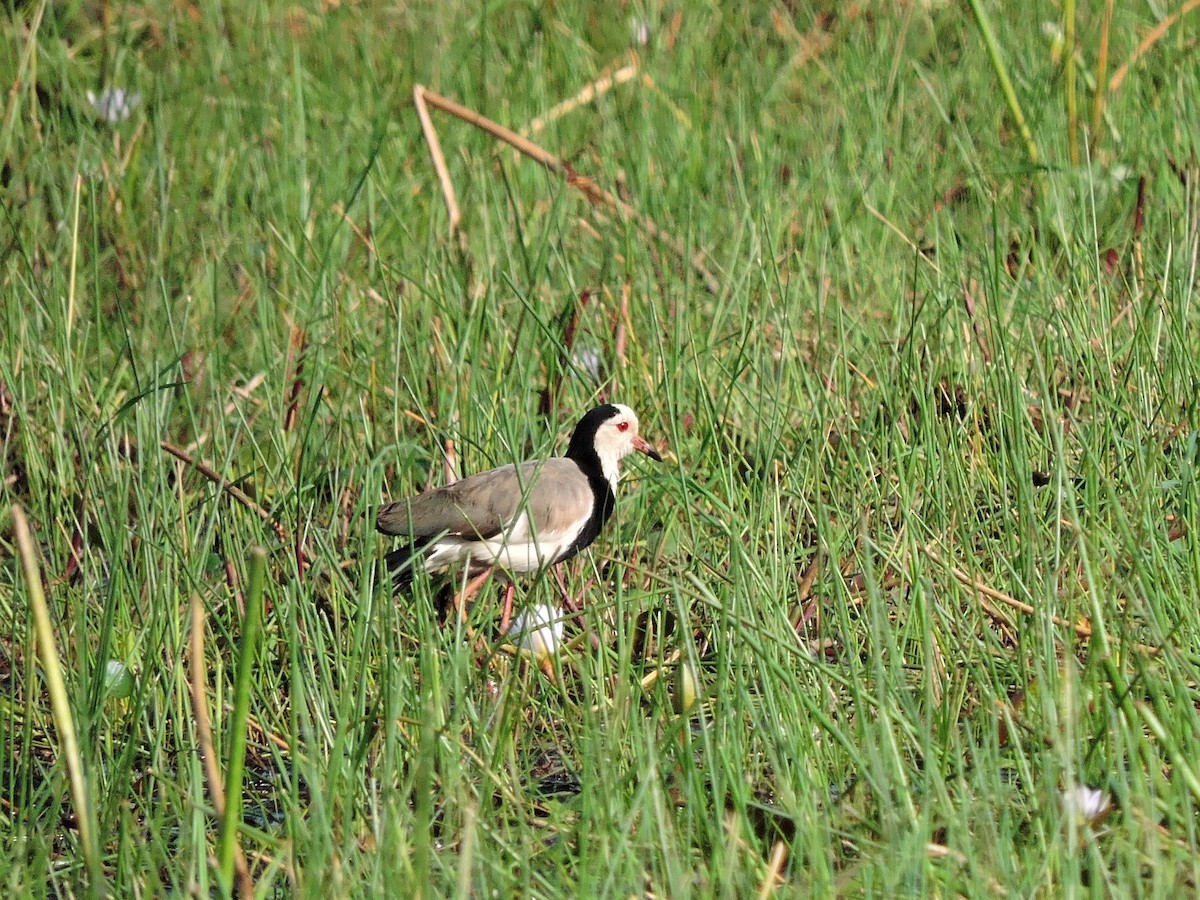 Vanneau à ailes blanches - ML617778968