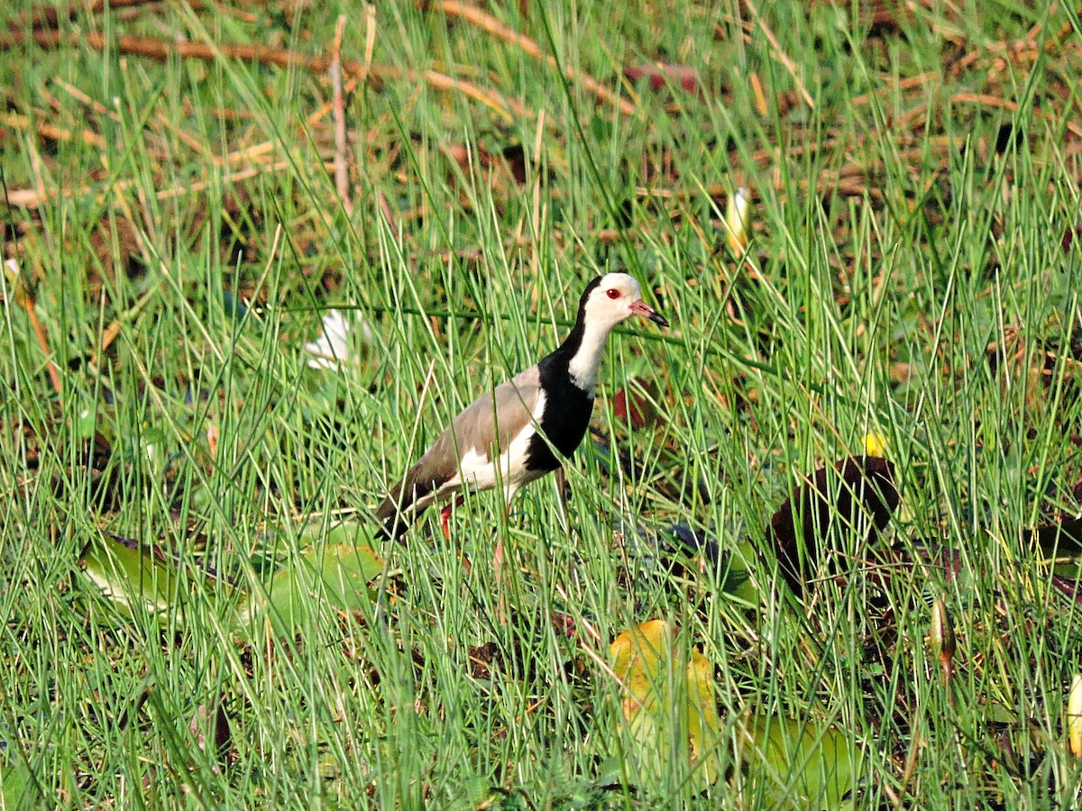 Vanneau à ailes blanches - ML617778969