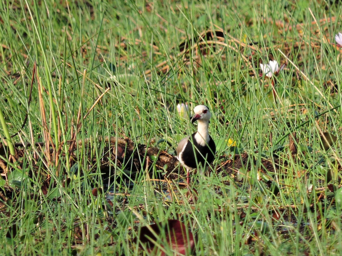 Long-toed Lapwing - ML617778970