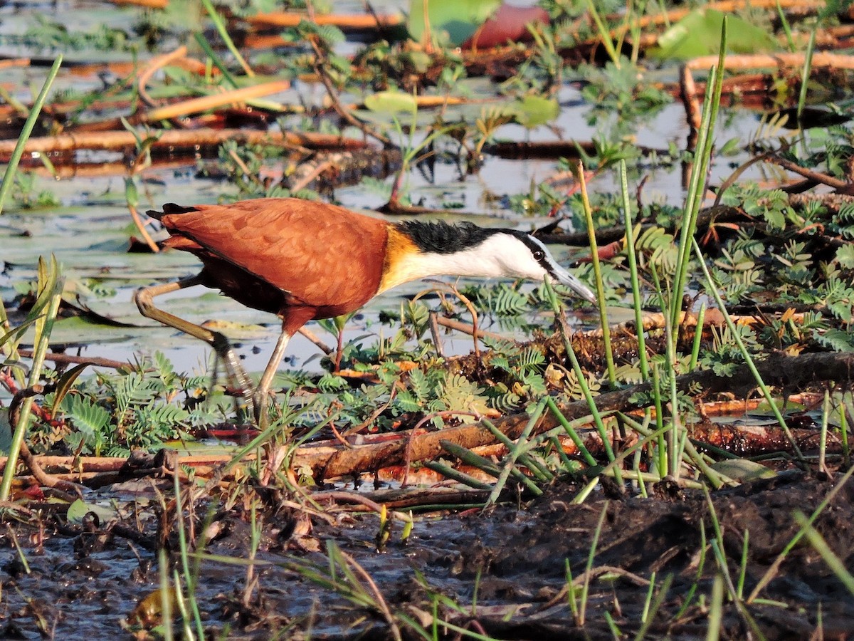 Jacana à poitrine dorée - ML617778987