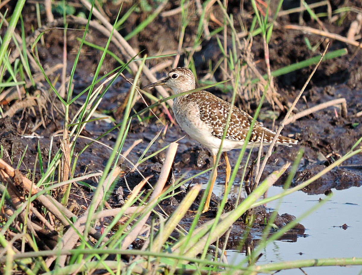 Wood Sandpiper - Andrew Cauldwell