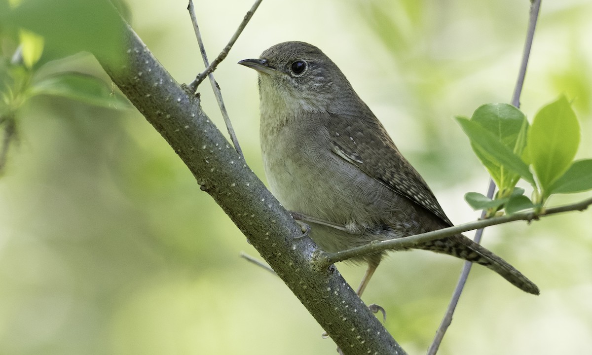 Northern House Wren - ML617779016
