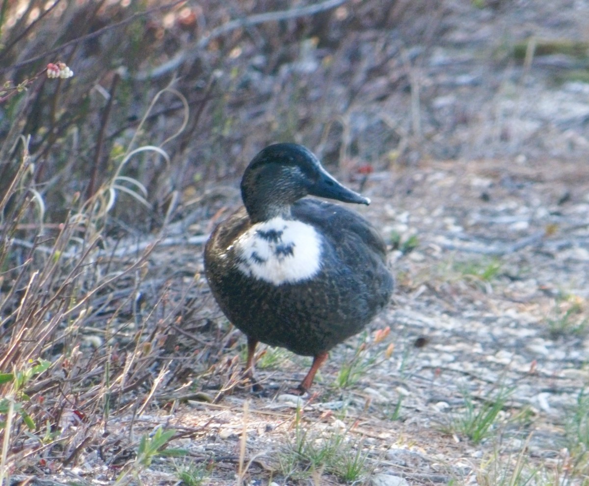 Canard colvert (forme domestique) - ML617779017