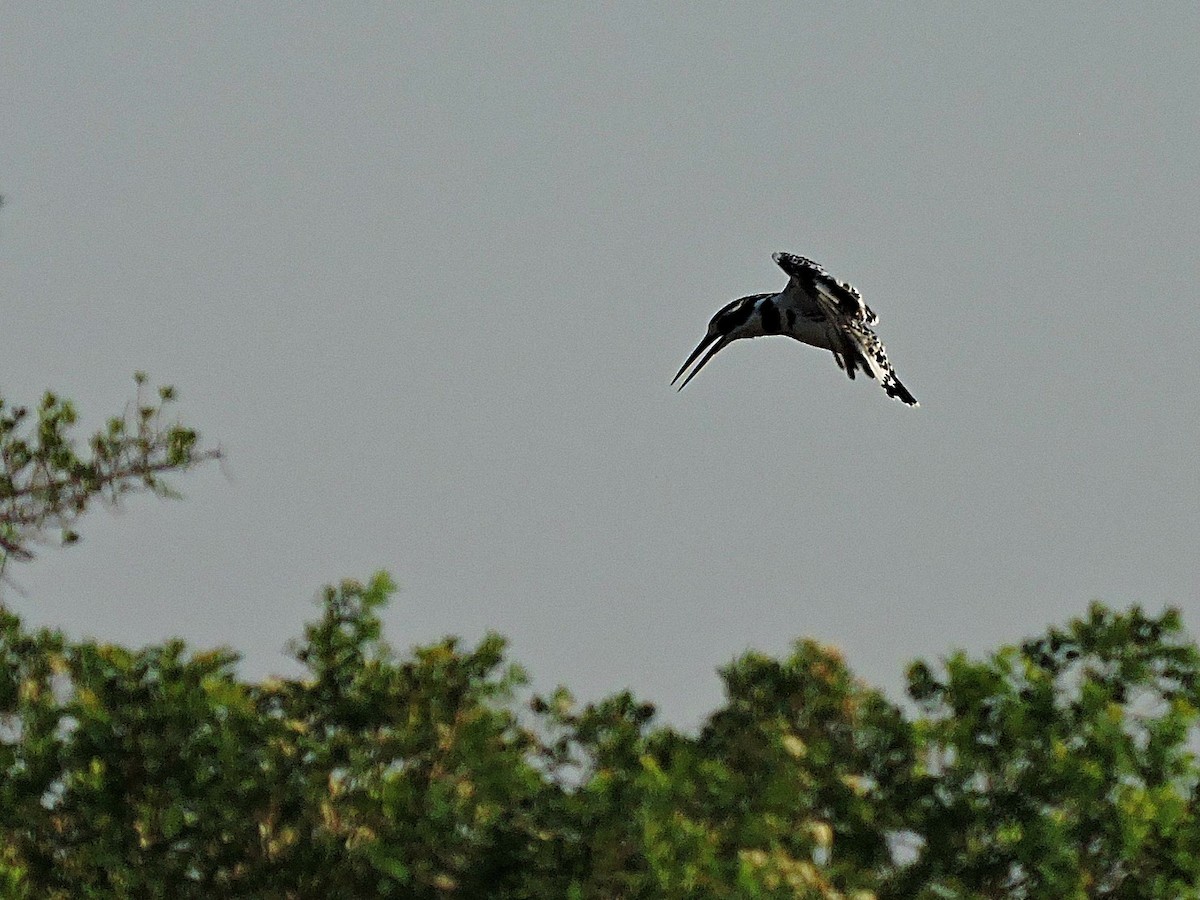 Pied Kingfisher - Andrew Cauldwell