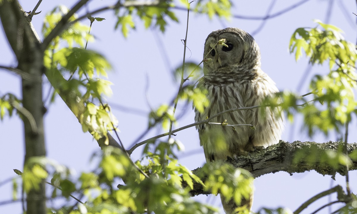 Barred Owl - ML617779029