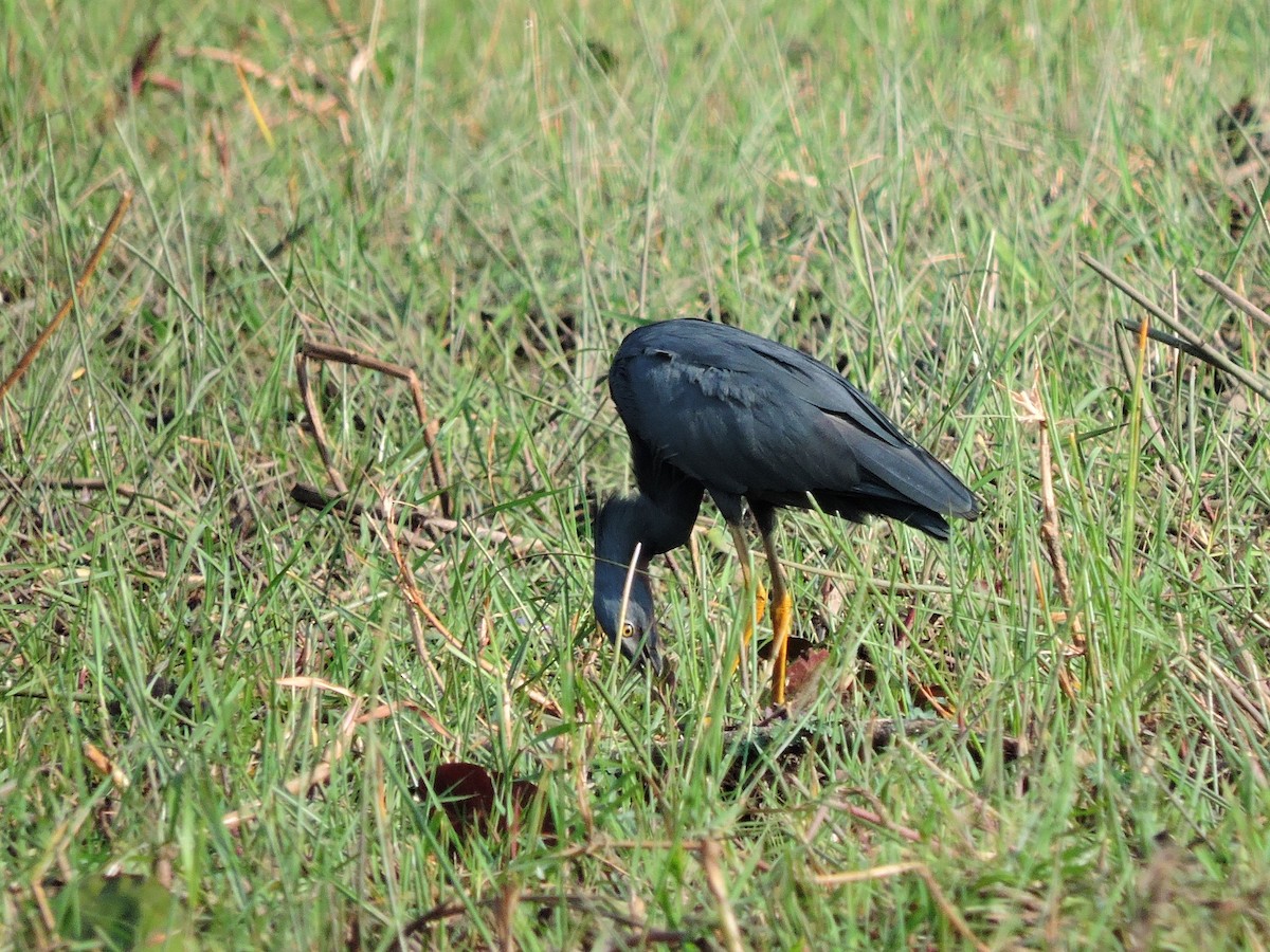 Slaty Egret - ML617779039