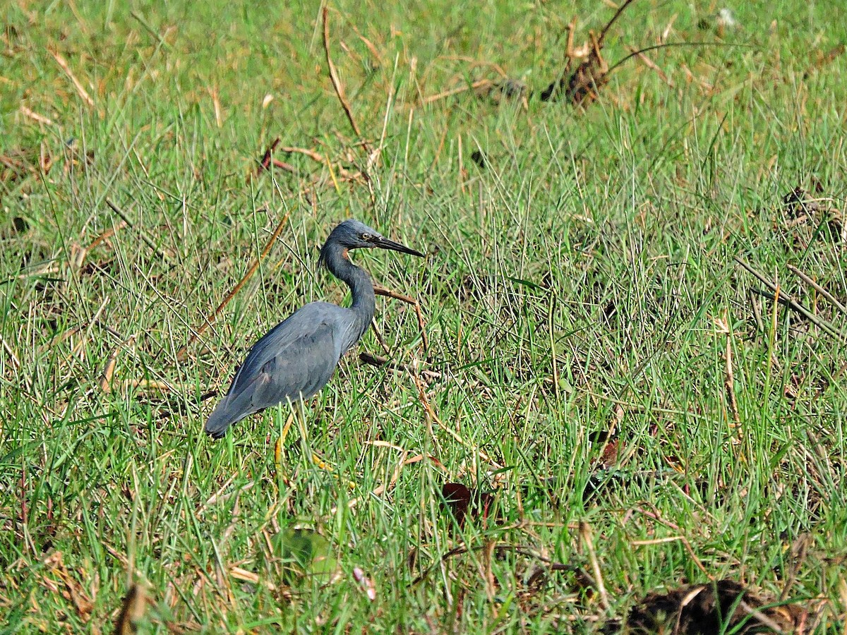 Slaty Egret - ML617779040