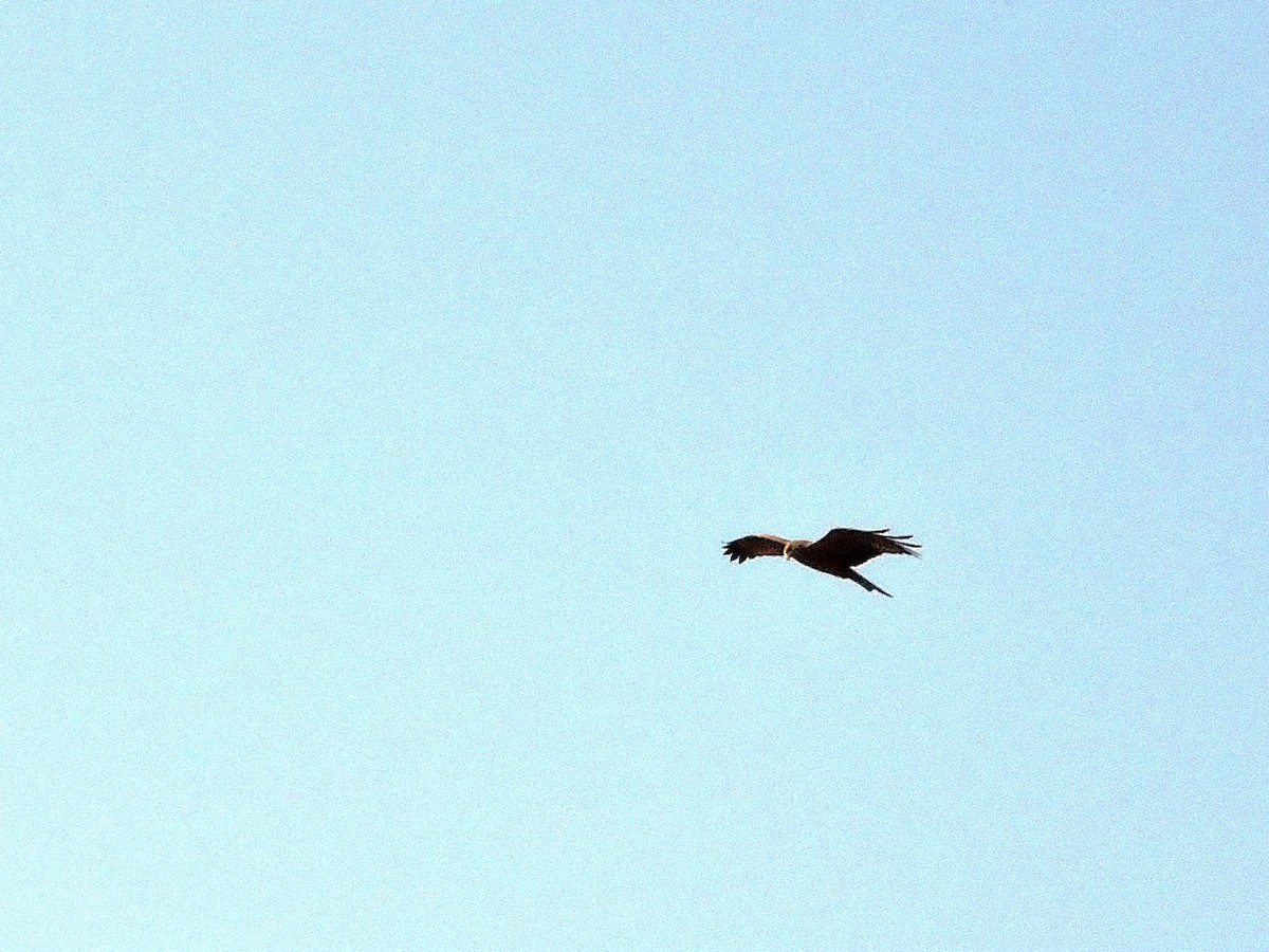 Black Kite - ML617779070