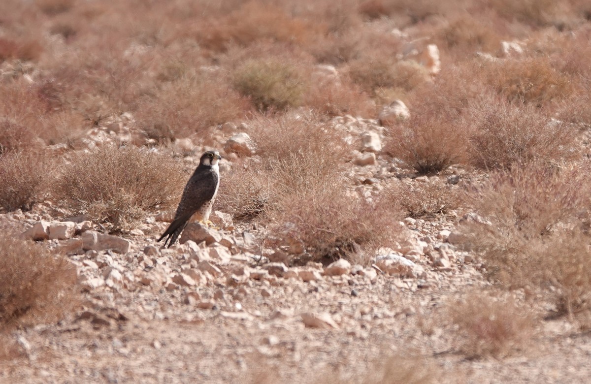 Lanner Falcon - François Duchenne