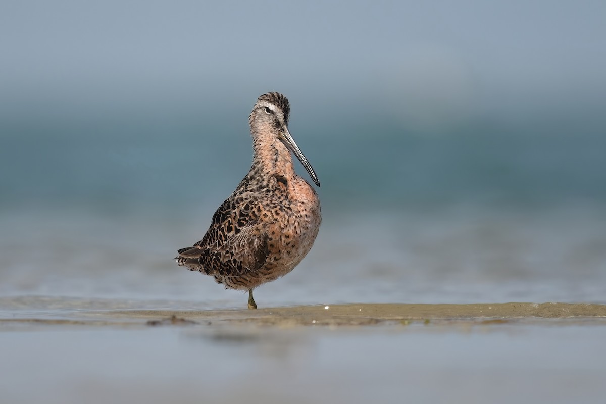 Short-billed Dowitcher - ML617779104