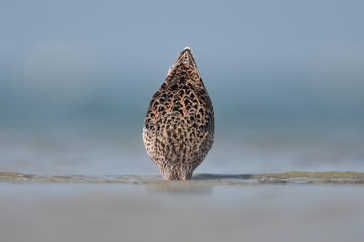 Short-billed Dowitcher - ML617779109