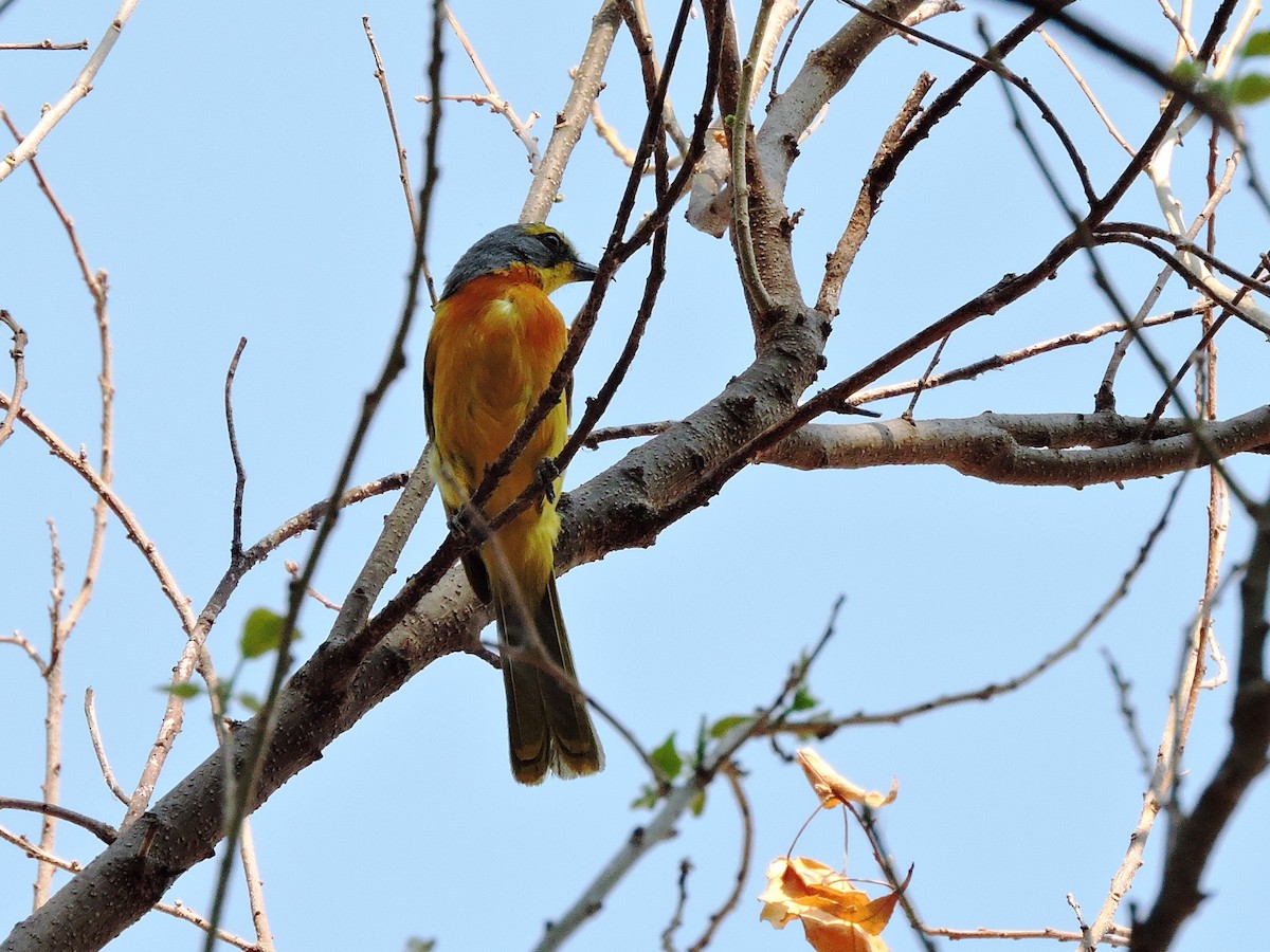 Sulphur-breasted Bushshrike - Andrew Cauldwell