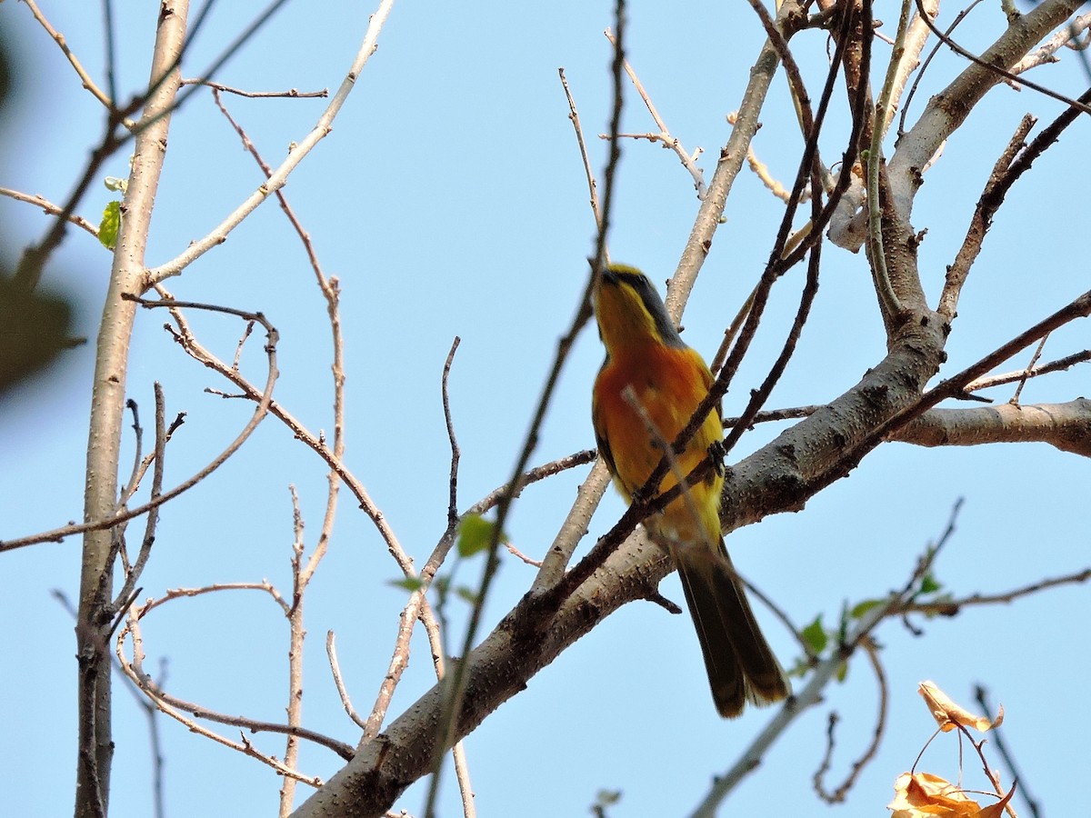 Sulphur-breasted Bushshrike - ML617779112