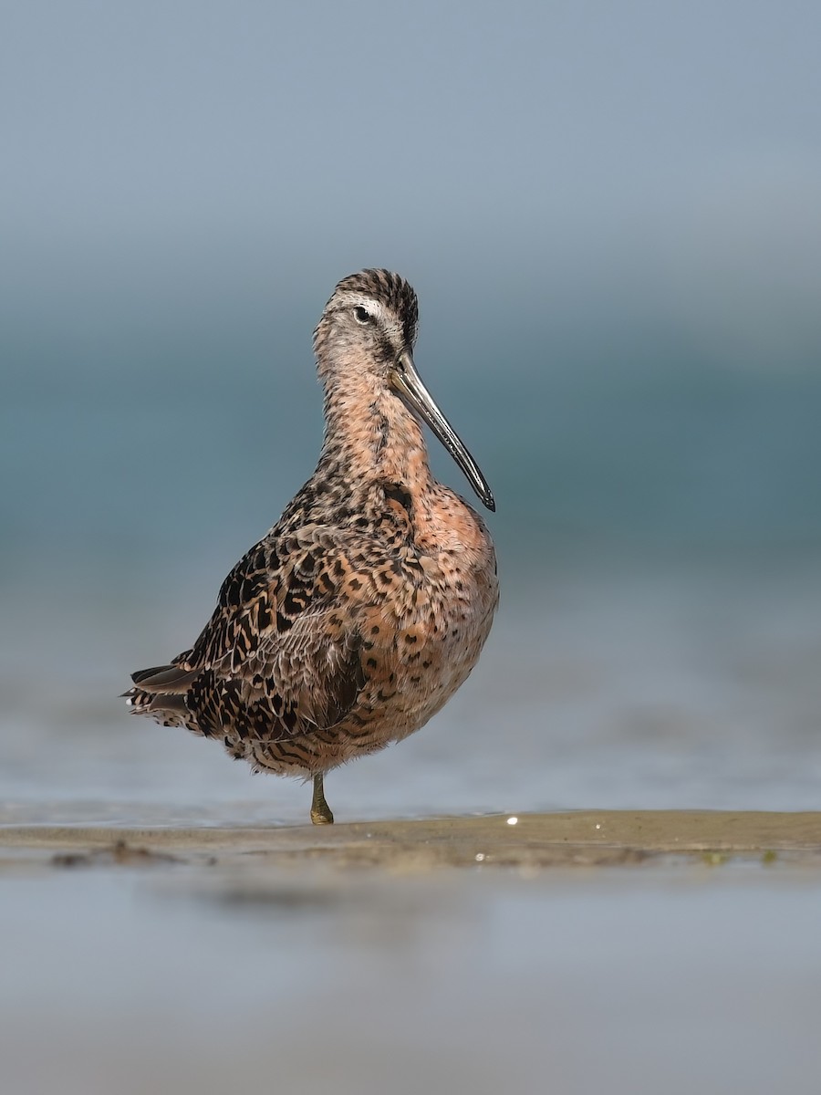 Short-billed Dowitcher - ML617779115