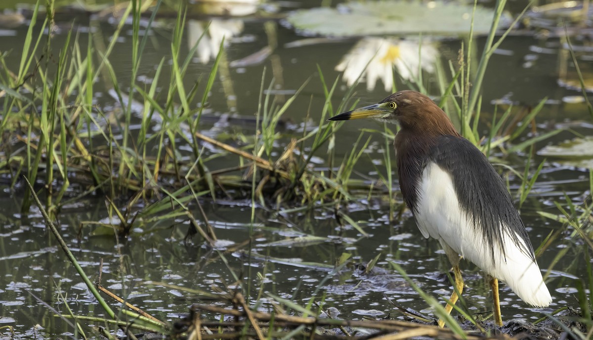 Chinese Pond-Heron - ML617779128