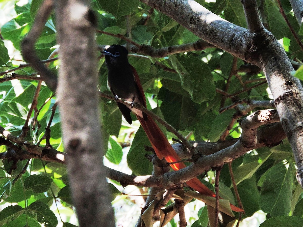 African Paradise-Flycatcher - Andrew Cauldwell