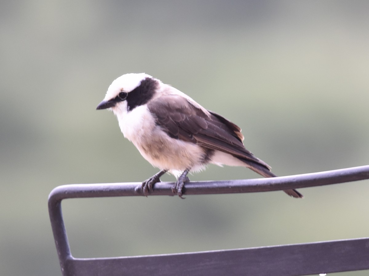 White-rumped Shrike - ML617779170