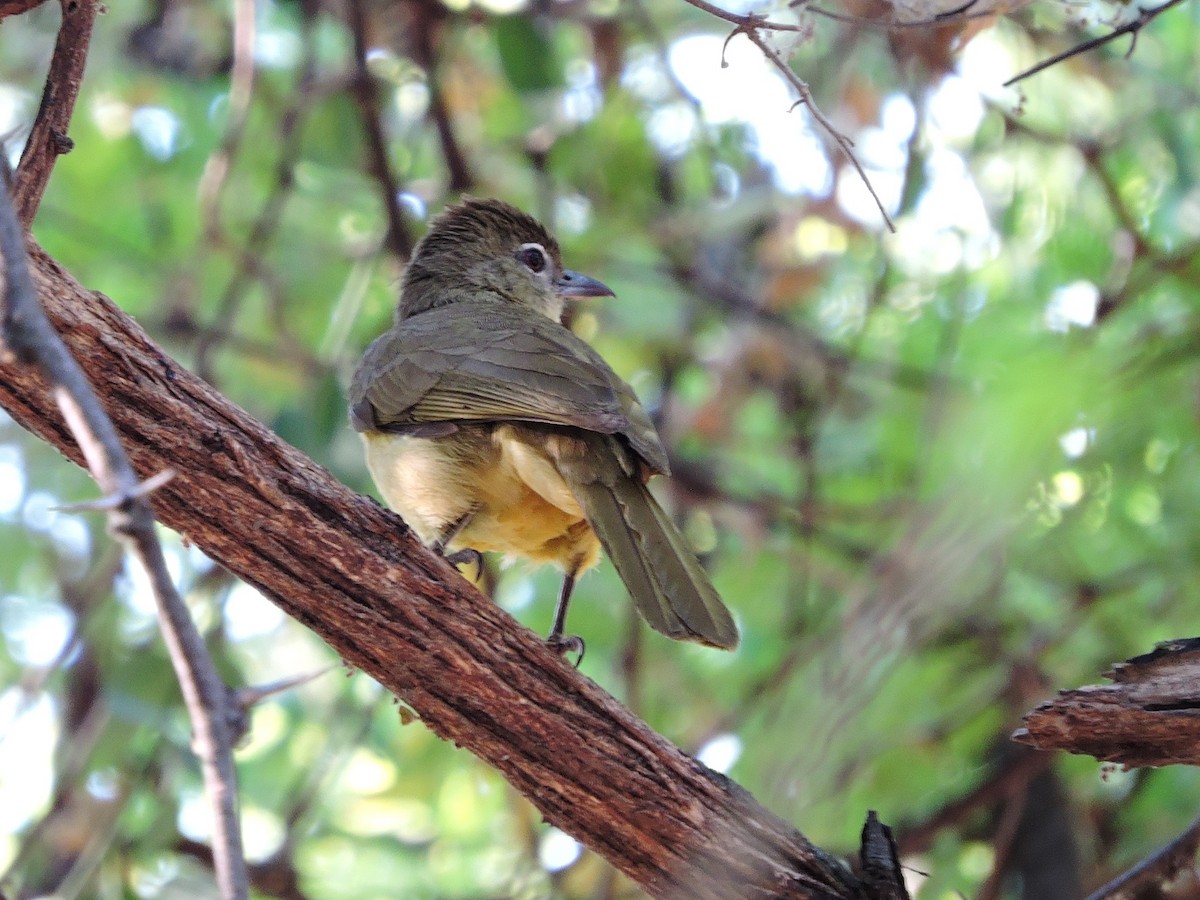 Yellow-bellied Greenbul - ML617779174