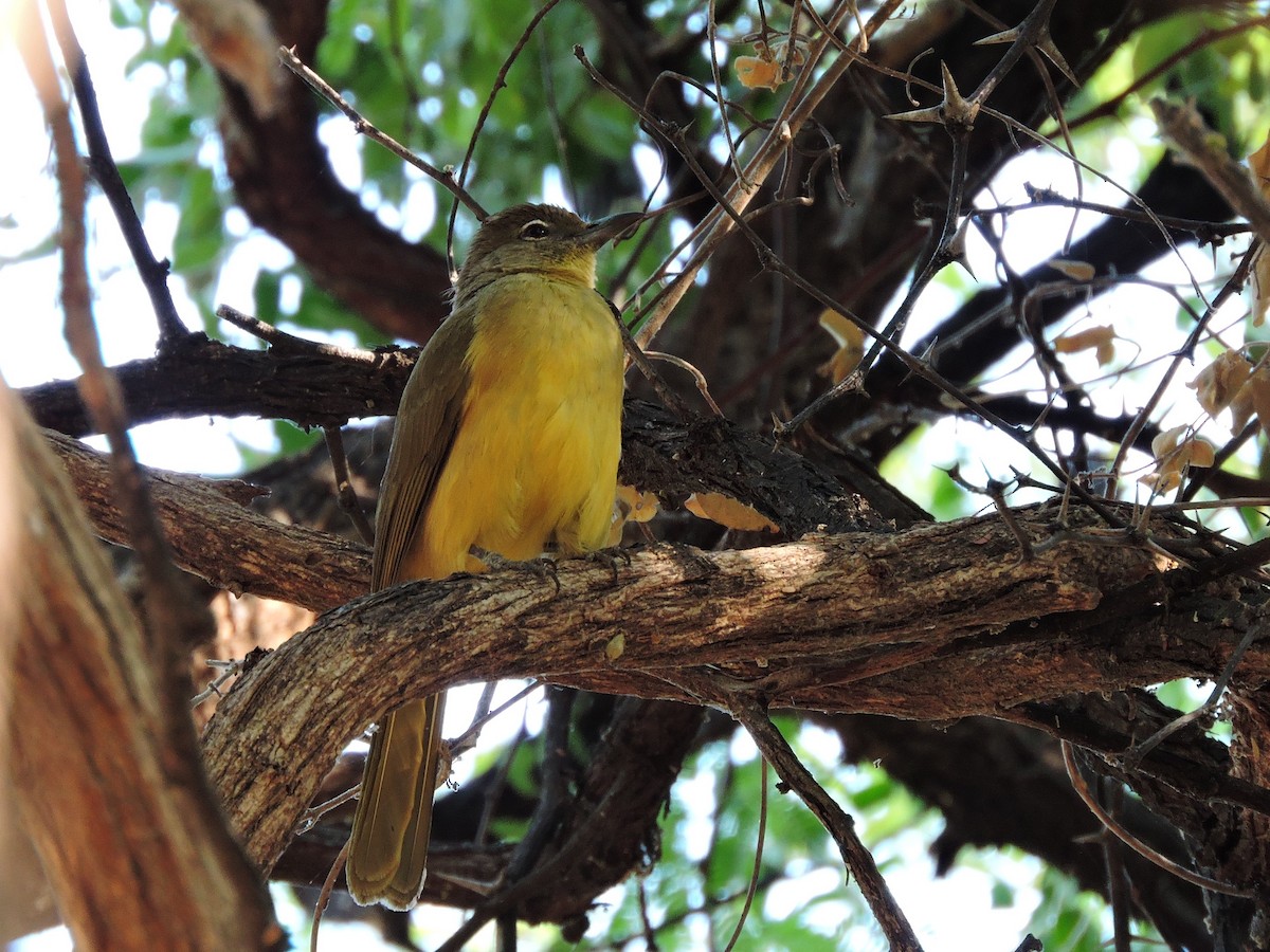 Bulbul à poitrine jaune - ML617779175