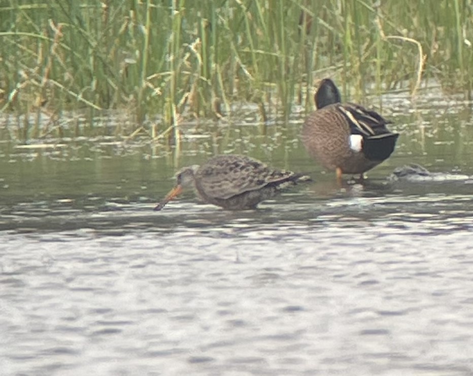 Hudsonian Godwit - ML617779176