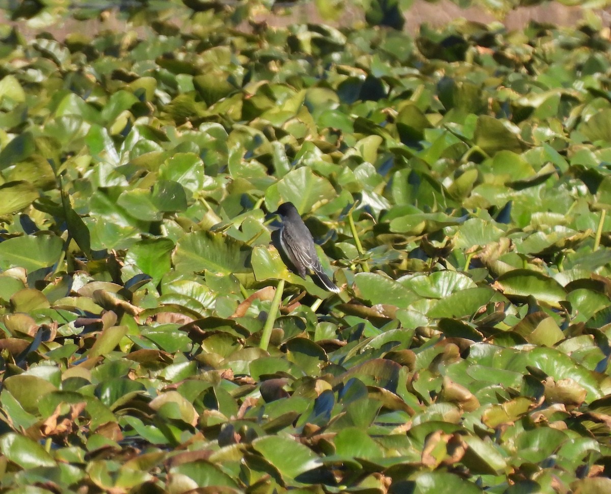 Eastern Kingbird - Brian Tinker