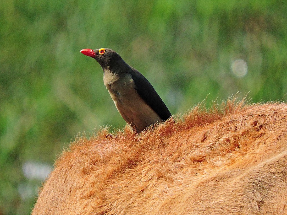 Red-billed Oxpecker - Andrew Cauldwell