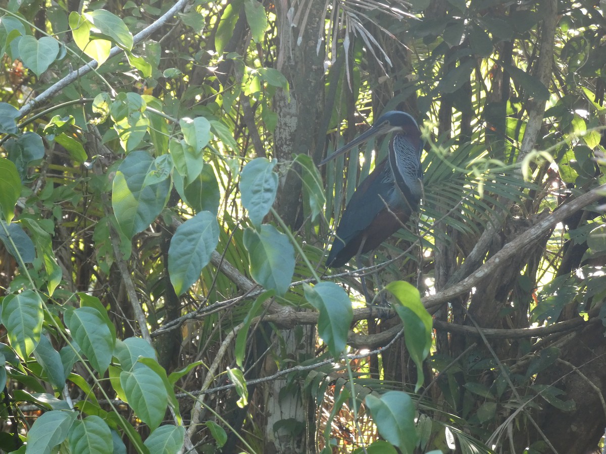 Agami Heron - Ashok Kalburgi