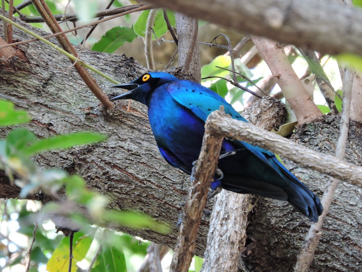 Greater Blue-eared Starling - Andrew Cauldwell