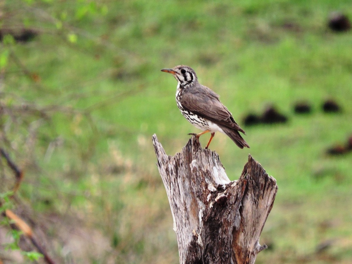 Groundscraper Thrush - ML617779225