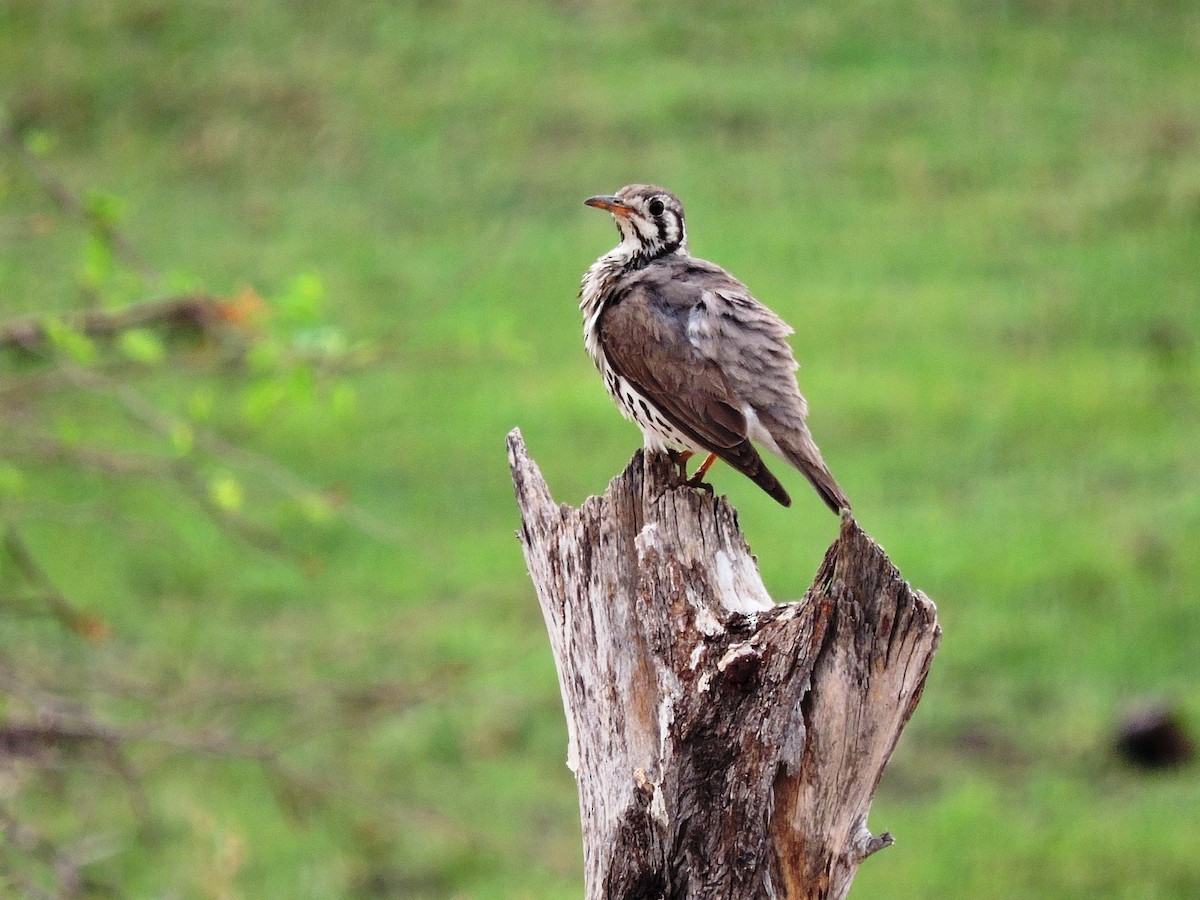 Groundscraper Thrush - ML617779226