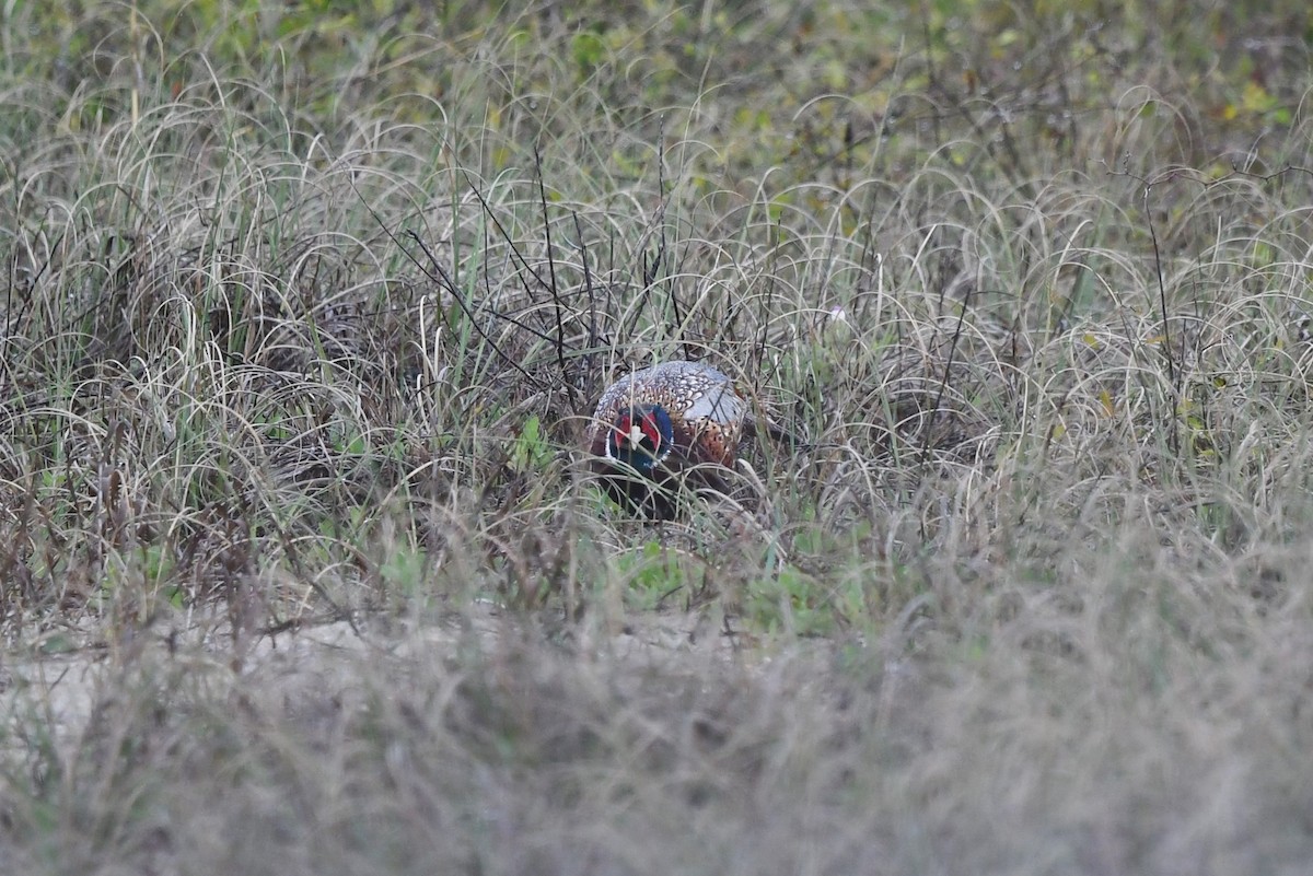 Ring-necked Pheasant - ML617779227